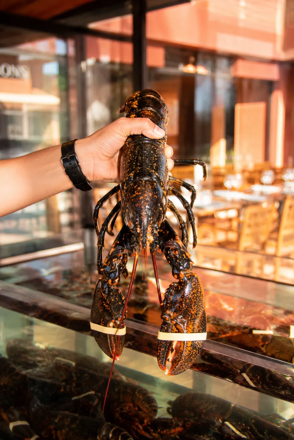 Homard du vivier, la nouvelle carte d'été du Bistrot de Jennifer
