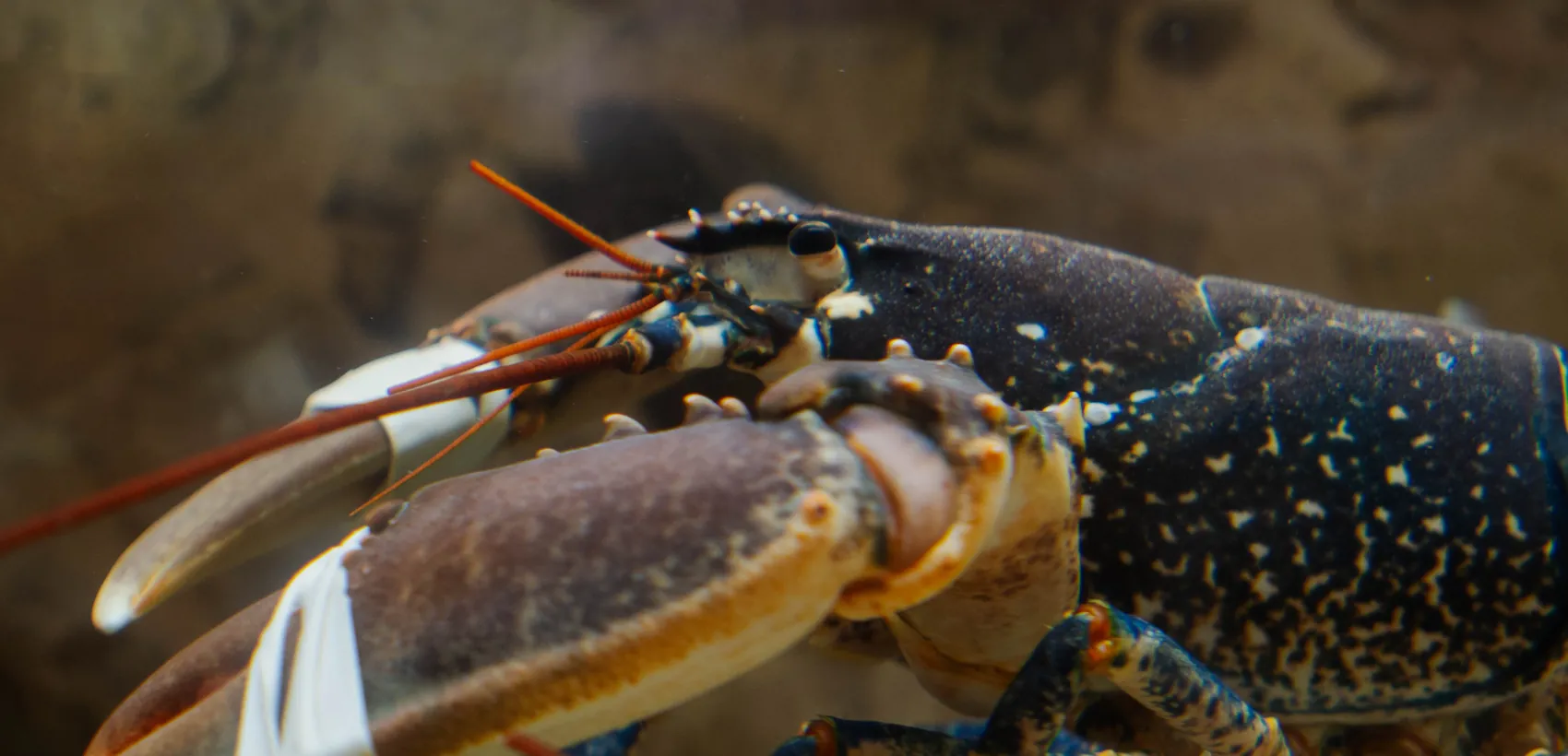 Homard du vivier au Bistrot de Jennifer, restaurant de poisson à Nice